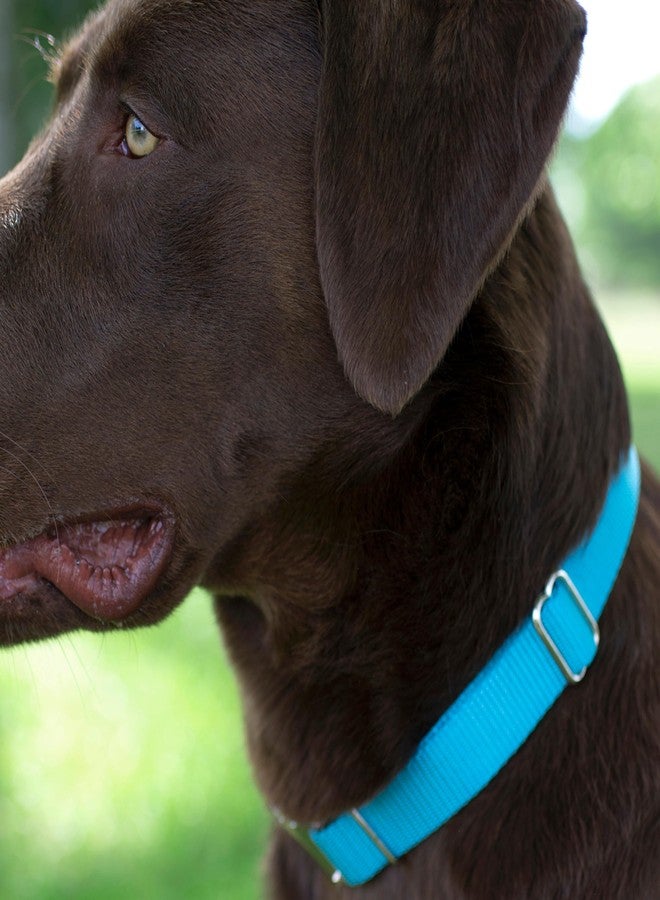 كانتري بروك ديزاين طوق مارتينجال للكلاب من كانتري بروك بيتز - طوق تدريب شديد التحمل بدون مشبك - طوق كلاب خدمة لجميع الجراء - أكثر من 10 ألوان رائعة (أزرق ثلجي، 1 بوصة، متوسط) - Image 3